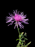 Wildflower seen 11th October - used to create kaleidoscopic pictures