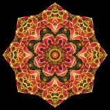 Kaleidoscopic picture created with an indoor plant having colorful leaves