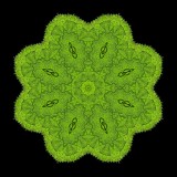 Evolved kaleidoscopic picture created with a leaf seen in the forest on New Years day