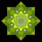 Kaleidoscopic picture created with a leaf with small patches of snow seen in the forest