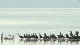 Birds at Lake Langano, Ethiopia
