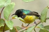 Sunbird (Cinnyris fazoqlensis)