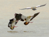 Egyptian Geese about to splash-down on Lake Langano