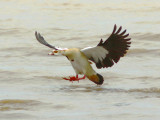 Egyptian Goose about to splash-down on Lake Langano