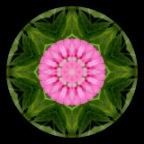 Kaleidoscope created with a small flower seen in Addis Ababa