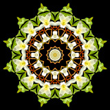 Evolved kaleidoscope created with a wildflower seen in the forest in March