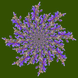 Spiral arrangement created with a wild salvia flower seen in June