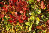 Small autumn leaves at 2050 meters above sea level