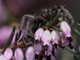 Gerry Breckon<br>2019 Feb. Evening Favourites<br>Theme: Close-up<br>Spider on Heather - 1st
