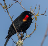 Carl Erland <br> Red-winged Blackbird