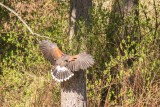 Diana Peglar <br>redtail wingspan