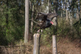 Zosia Miller <br> Turkey Vulture