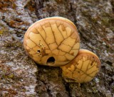Diana Peglar<br>Turtle Shell Fungi