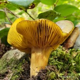 Jan Heerwagen<br> Path Side Fungi