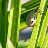 Jan Heerwagen <br> Pacific Tree Frog