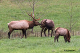 Jan Heerwagen<br>Roosevelt Elk Family