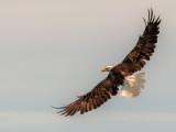 Jan Heerwagen<br>CAPA Fall 2019 Nature and Wildlife<br>Grace of Flight