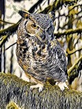 Harvey Lubin<br>Impressionistic Owl