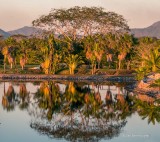 Jan Heerwagen<br>Palm Reflection