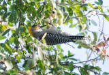 Jan Heerwagen<br>Golden Cheeked Woodpecker