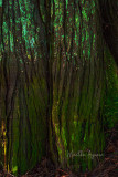 Martha Aguero <br>Green Trees