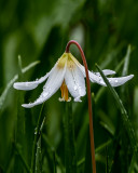 Lois DeEll<br>2020 April London Drugs<br>Shimmering In White