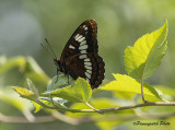 R Penney<br>A Flutter