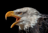 * CAPA Fall 2020 Nature and Wildlife
