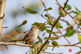 Lois DeEll<br>Dirty Beak Sparrow