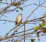Lois DeEll<br>White Crowned Sparrow