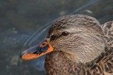 Allan Curtis <br/>Female Mallard