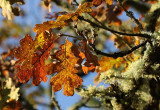 Willie Harvie<br>Garry oak tree