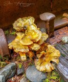 Jan Heerwagen<br>Railway Mushrooms