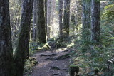 Allan Curtis<br/>Forest Path