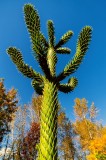 Martha Aguero <br>A cactus tree