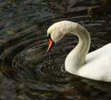 Willie Harvie<br>swan close-up