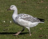 Carl Erland <br> Snow Goose