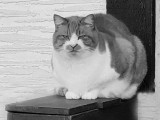Trish Rankin<br>2021 CAPA Monochrome<br>Fat Cat