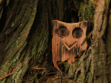 Willie Harvie<br>wooden owl