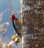 Lois DeEll<br>Red-Breasted Sapsucker 