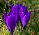 Lois DeEll<br>Cowichan Close-Up<br>2021 March<br>Spring Invites Purple to Attend