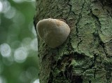 Martha Aguero <br>White Fungus on tree bark