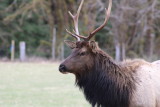 Allan Curtis<br>Majestic Elk