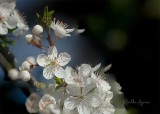 Martha Aguero <br>Cherry blooms close up