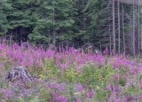 Carl Erland<br>The Forest - August 2021<br>Fireweed