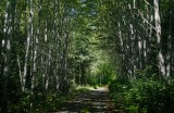 Racine Erland<br>The Forest - August 2021<br>Old Logging Road