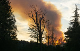 Racine Erland<br>August 2021<br>Smoke Plume Mt Hayes Fire 1