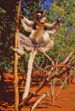 Bob Skelton<br>2021 Celebration of Nature<br>Sifaka Lemure Flasher