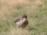 Lois DeEll<br>2021 CAPA Fall Nature<br>Greater White Fronted Goose