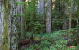 Lois DeEll<br>Cathedral Grove/MacMillan Provincial Park Field Trip<br>October 2021<br>Growing Amongst the Giants